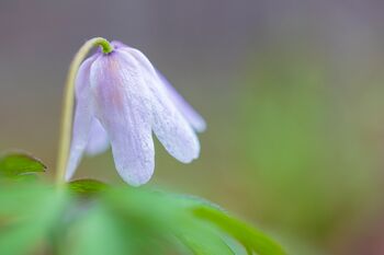 Buschwindröschen (Anemone nemorosa)/ Anemone bianca