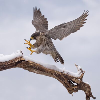 3. Platz: Valer Pallaoro - In arrivo