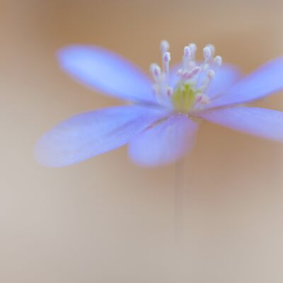 4. Platz: Plaickner Manuel - Leberblümchen