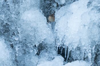 Zaunkonig beim Eisklettern