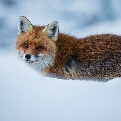 5. Platz: Claudio Sferra - Incontro sempre gradito
