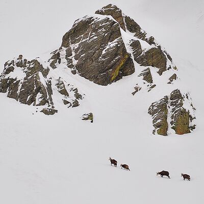 5. Platz: Martin Brugger - Futtersuche im Hochwinter