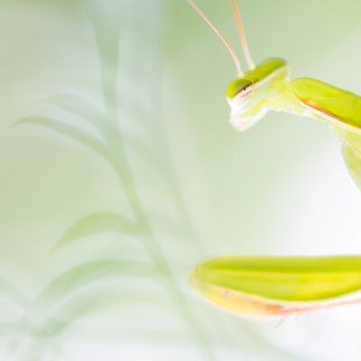 5. Platz: Hugo Wassermann - Gottesanbeterin