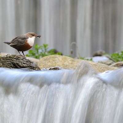 5. Platz: Claudio Sferra - Merlo acquaiolo
