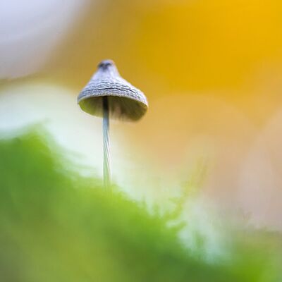 6. Platz: Silvan Lamprecht - Magic mushroom