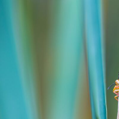 8. Platz: Emanuel Kaneider - Wanze