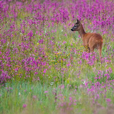 8. Platz: Manuel Plaickner - Rehbock in Bergwiese