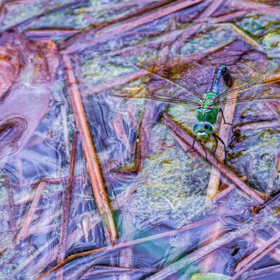 9. Platz: Günther Plaickner - Libelle