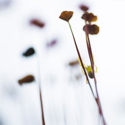 9. Platz: Walter Oberlechner - Spinne