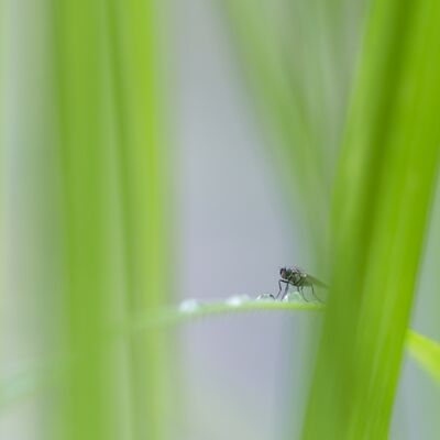 10. Platz: Hannes Mitterrutzner - Fliege