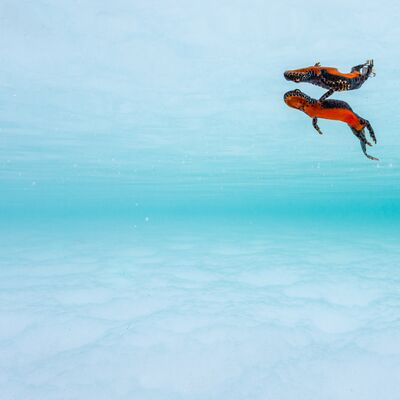 2. Platz: Manuel Plaickner - Bergmolch