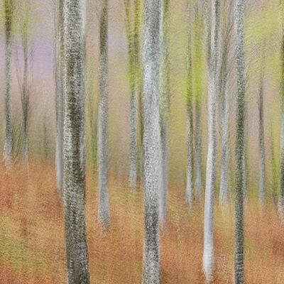 3. Platz: Helmut Elzenbaumer - Buchenwald