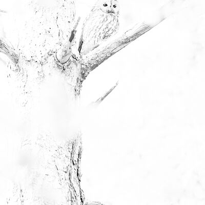 5. Platz: Gerd Tauber - Waldkauz