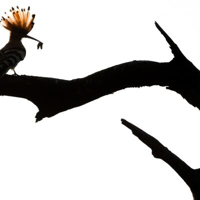 6. Georg Kantioler - Wiedehopf