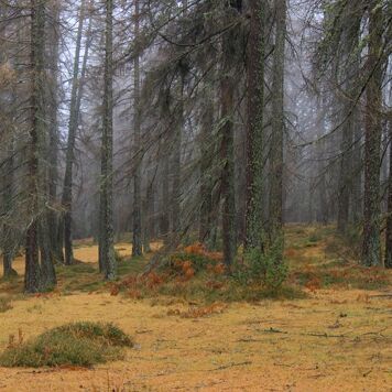 5. Platz: Pallaoro Valter - Bosco