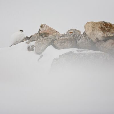 2. Platz: Kantioler Georg - Schneehahn
