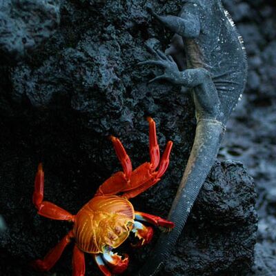 6. Platz: Wassermann Johannes - Krebs mit Meereseschse Galapapos