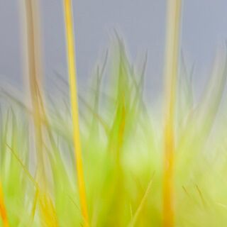 3. Platz: Hugo Wassermann - Moos