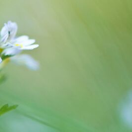 5. Platz: Carlo Dapoz