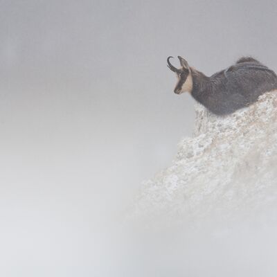 6. Platz: Sepp Hackhofer - Gams