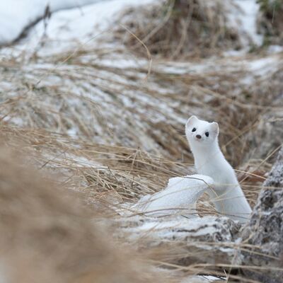9. Platz: Pietro Ploner - Hermelin