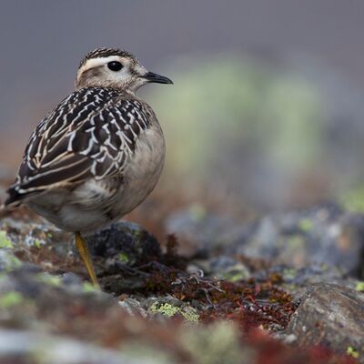 10. Platz: Sepp Hackhofer - Mornell