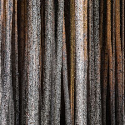 1. Platz: Georg Kantioler - Föhrenwald