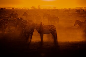 Life on the Serengeti Plains