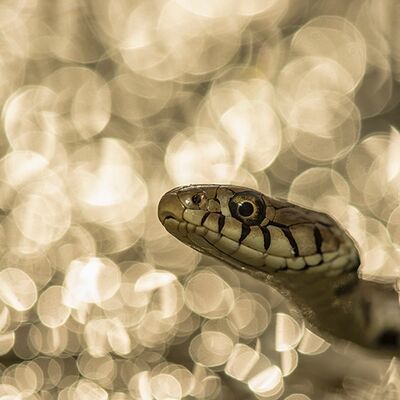 2. Platz: Stefano Baglioni - Natrix