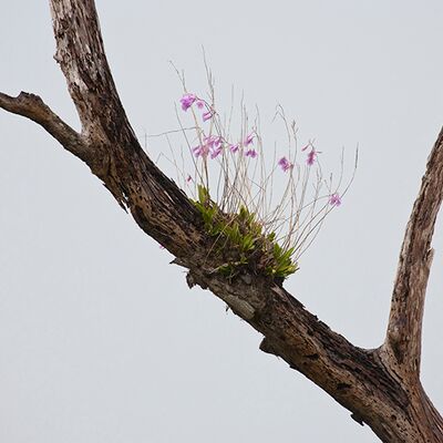 4. Platz: Johannes Wassermann - Baumbewohner