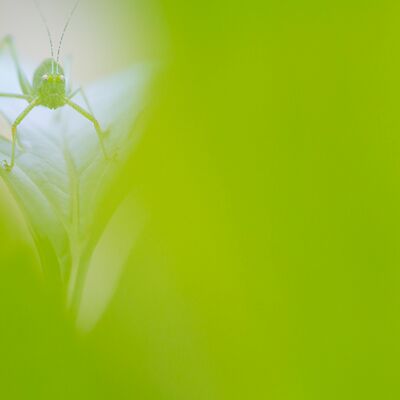 4. Platz: Hugo Wassermann - Sichelschrecke