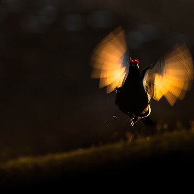 4. Platz: Konrad Bachmann - Birkhahn