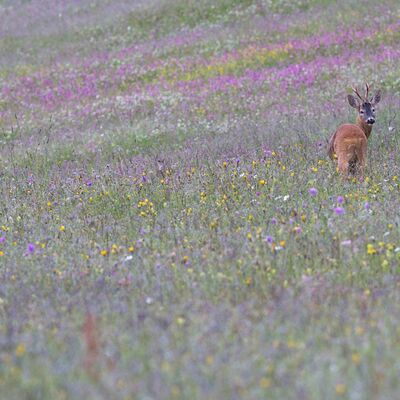 6. Platz: Helmut Elzenbaumer - Rehbock