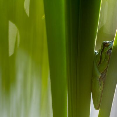9. Platz: Günther Plaickner - Laubfrosch