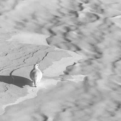 9. Platz: Hannes Mitterrutzner - Schneehuhn