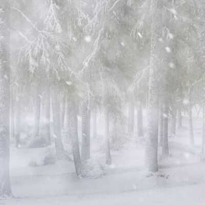 9. Platz: Gerhard Tauber - Schneefall