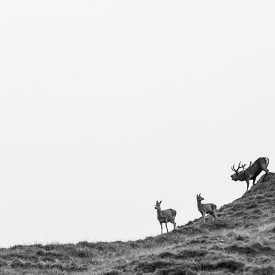 9. Platz: Gerd Tauber - Hirschprunft im Hochgebirge