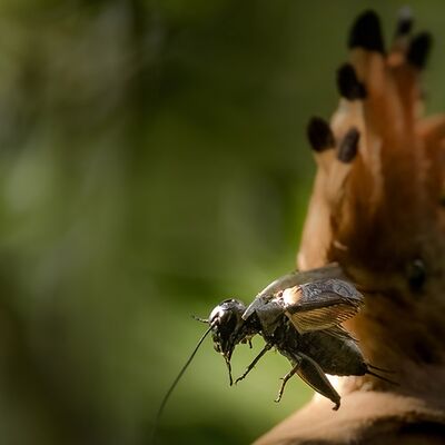 9. Platz: Konrad Bachmann - Ups