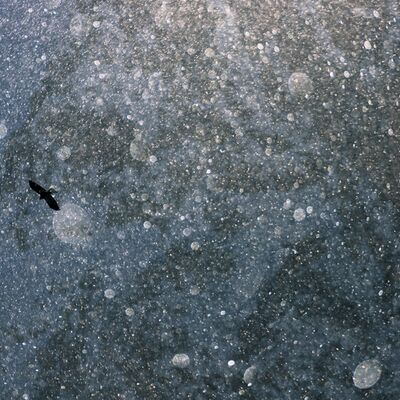 5. Platz: Lukas Schäfer - Dohle im Diamantenstaub