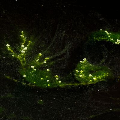 6. Platz: Helmut Elzenbaumer - Wasserhahnenfuß