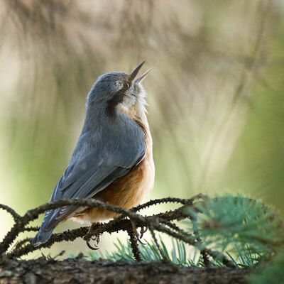 10. Platz: Dapoz Carlo – Kleiber