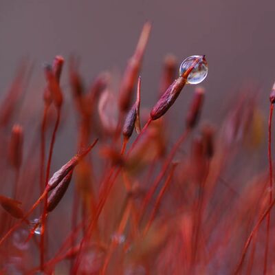 6. Platz: Terza Andrea - Moos