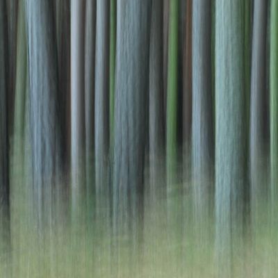 5. Platz: Terza Andrea - Wald