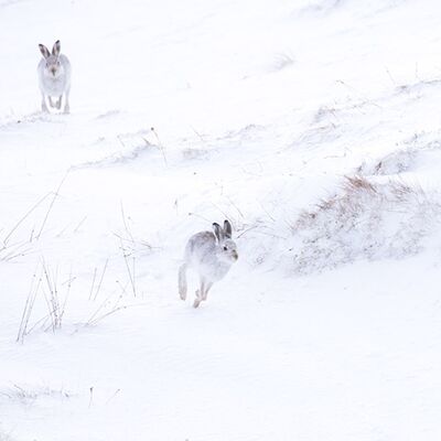 1. Platz: Gerd Tauber - Schneehasen beim Frühsport