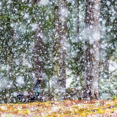 2. Platz: Manuel Plaickner - Auerhuhn im Schneefall