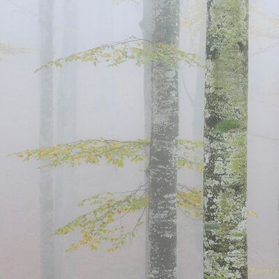 2. Platz: Helmut Elzenbaumer - Im Nebel