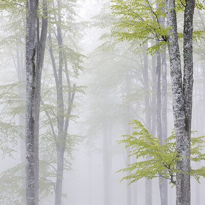 2. Platz:  Sepp Hackhofer - Buchenwald Cansiglio