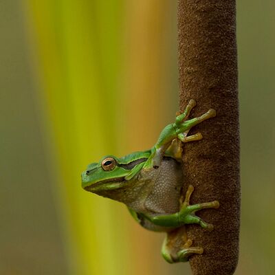 2. Platz: Annamaria Pernstich - ein perfekter Kletterer