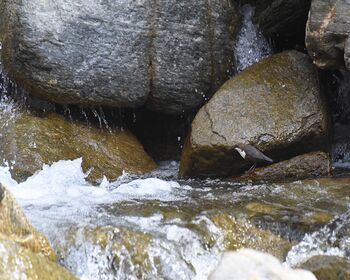 Merlo Acquaiolo Schlanders