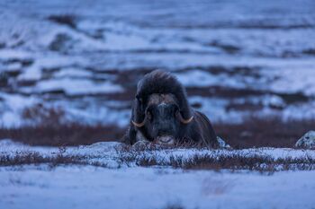 Musk Ox